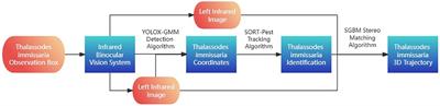 Research on the multitarget 3D trajectory tracking method of Thalassodes immissaria in the thermal infrared region based on YOLOX-GMM and SORT-Pest